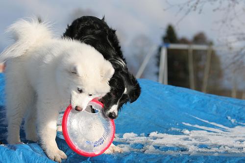 A dog image from https://images.dog.ceo/breeds/samoyed/n02111889_15038.jpg