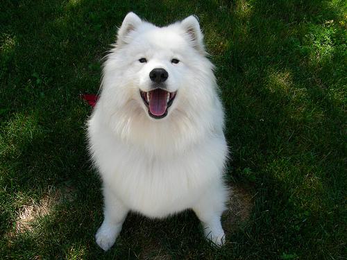 samoyed