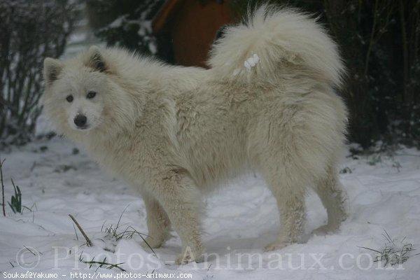 A dog image from https://images.dog.ceo/breeds/samoyed/n02111889_15388.jpg