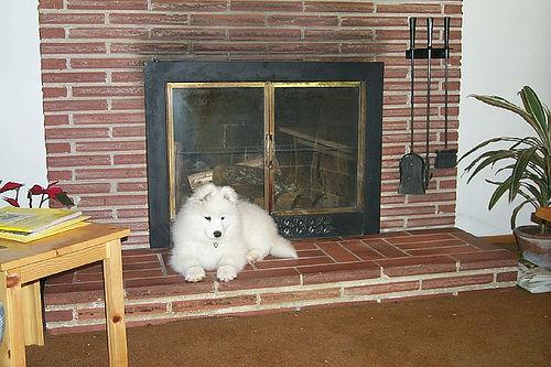 A dog image from https://images.dog.ceo/breeds/samoyed/n02111889_16434.jpg