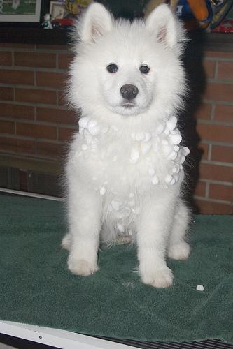 A dog image from https://images.dog.ceo/breeds/samoyed/n02111889_1714.jpg