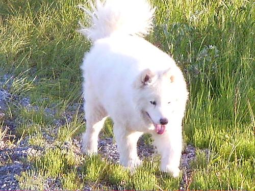 A dog image from https://images.dog.ceo/breeds/samoyed/n02111889_1735.jpg