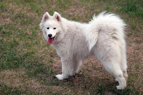 A dog image from https://images.dog.ceo/breeds/samoyed/n02111889_17368.jpg