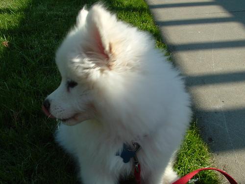 samoyed