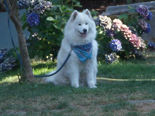 A dog image from https://images.dog.ceo/breeds/samoyed/n02111889_1968.jpg