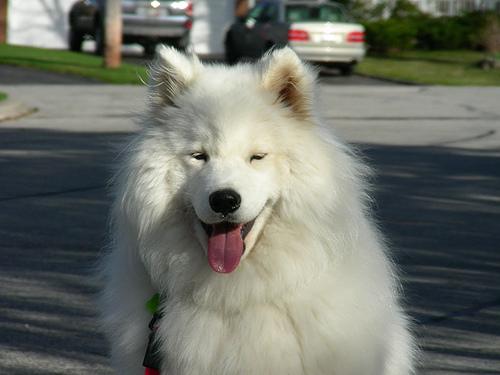 A dog image from https://images.dog.ceo/breeds/samoyed/n02111889_2136.jpg