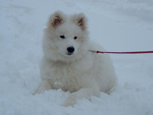 A dog image from https://images.dog.ceo/breeds/samoyed/n02111889_2476.jpg