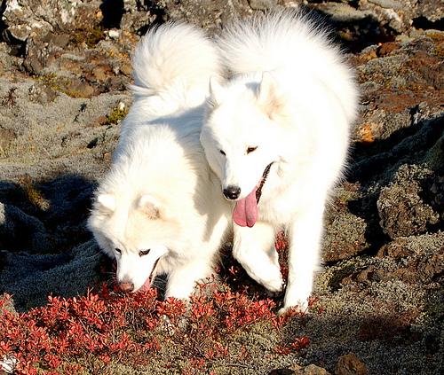 A dog image from https://images.dog.ceo/breeds/samoyed/n02111889_2667.jpg