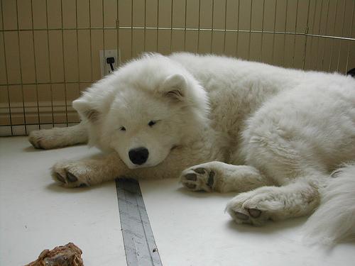 A dog image from https://images.dog.ceo/breeds/samoyed/n02111889_3345.jpg