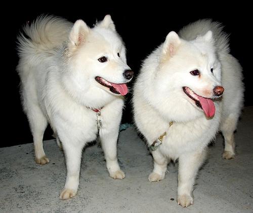 A dog image from https://images.dog.ceo/breeds/samoyed/n02111889_3399.jpg