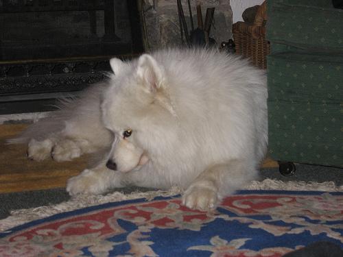 A dog image from https://images.dog.ceo/breeds/samoyed/n02111889_3471.jpg