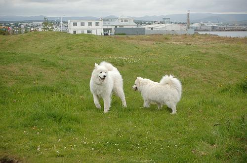 A dog image from https://images.dog.ceo/breeds/samoyed/n02111889_3499.jpg