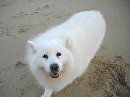 A dog image from https://images.dog.ceo/breeds/samoyed/n02111889_3960.jpg