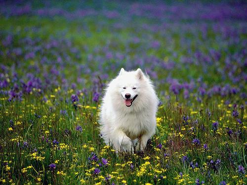 A dog image from https://images.dog.ceo/breeds/samoyed/n02111889_4142.jpg