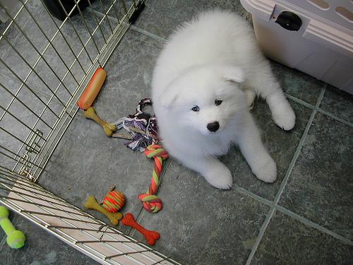 A dog image from https://images.dog.ceo/breeds/samoyed/n02111889_4368.jpg