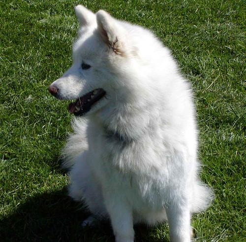 A dog image from https://images.dog.ceo/breeds/samoyed/n02111889_4408.jpg