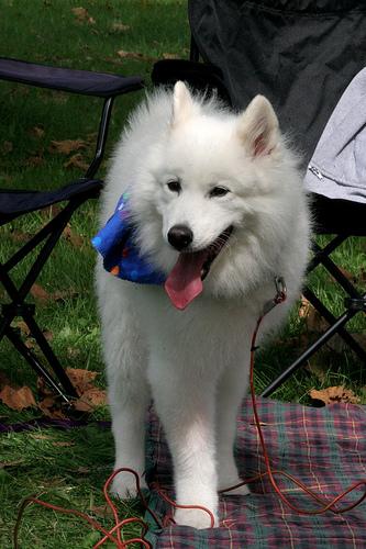 A dog image from https://images.dog.ceo/breeds/samoyed/n02111889_4470.jpg