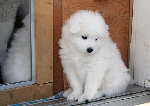 A dog image from https://images.dog.ceo/breeds/samoyed/n02111889_475.jpg