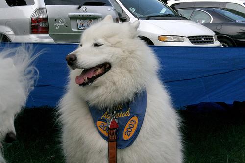 A dog image from https://images.dog.ceo/breeds/samoyed/n02111889_4809.jpg