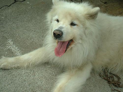 A dog image from https://images.dog.ceo/breeds/samoyed/n02111889_4950.jpg