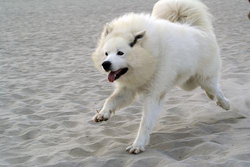 A dog image from https://images.dog.ceo/breeds/samoyed/n02111889_5212.jpg