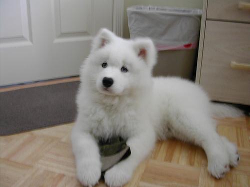 A dog image from https://images.dog.ceo/breeds/samoyed/n02111889_5474.jpg