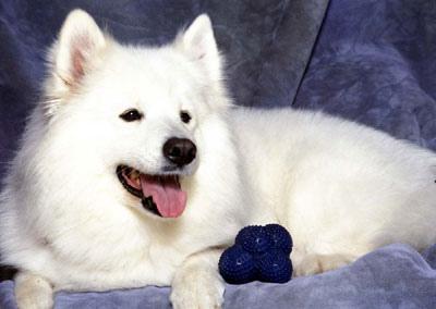 A dog image from https://images.dog.ceo/breeds/samoyed/n02111889_5489.jpg