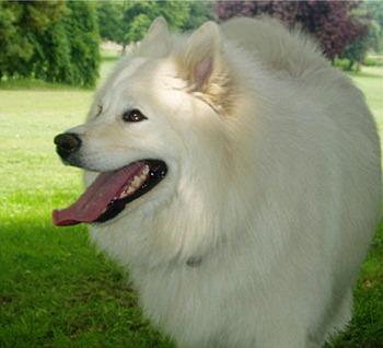 A dog image from https://images.dog.ceo/breeds/samoyed/n02111889_5532.jpg