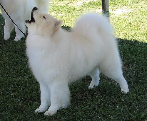 A dog image from https://images.dog.ceo/breeds/samoyed/n02111889_5679.jpg