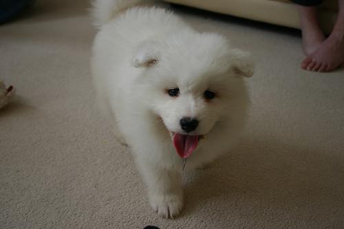 A dog image from https://images.dog.ceo/breeds/samoyed/n02111889_5932.jpg