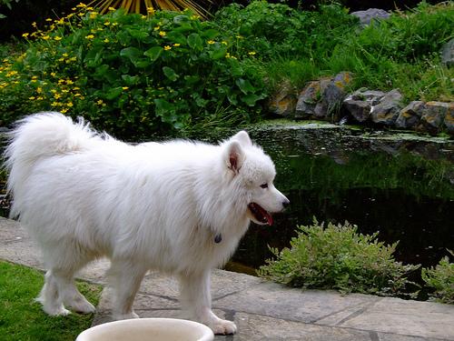 A dog image from https://images.dog.ceo/breeds/samoyed/n02111889_5965.jpg