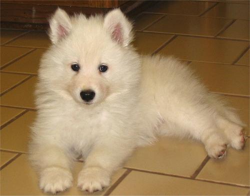 A dog image from https://images.dog.ceo/breeds/samoyed/n02111889_6249.jpg