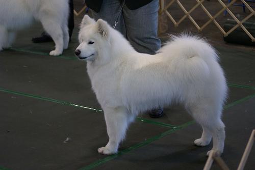 A dog image from https://images.dog.ceo/breeds/samoyed/n02111889_6333.jpg