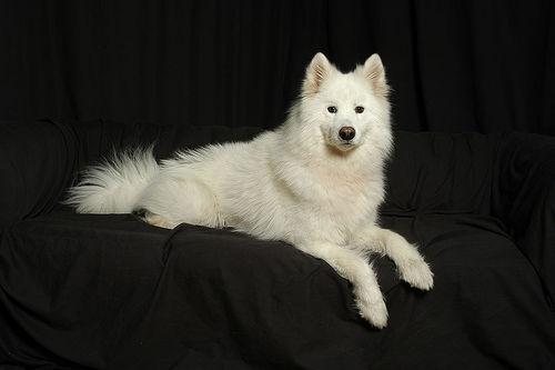 samoyed