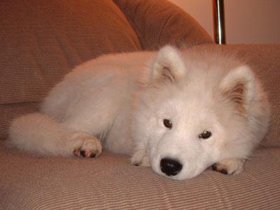 A dog image from https://images.dog.ceo/breeds/samoyed/n02111889_6545.jpg