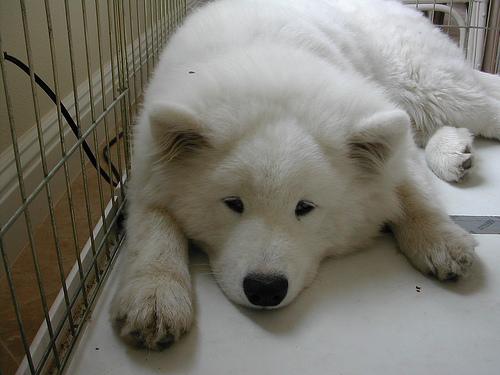 A dog image from https://images.dog.ceo/breeds/samoyed/n02111889_6631.jpg