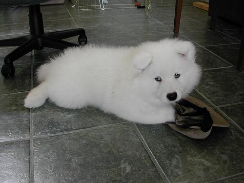 A dog image from https://images.dog.ceo/breeds/samoyed/n02111889_691.jpg