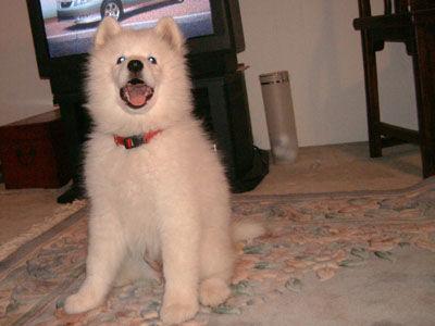 A dog image from https://images.dog.ceo/breeds/samoyed/n02111889_7042.jpg