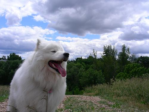 A dog image from https://images.dog.ceo/breeds/samoyed/n02111889_774.jpg