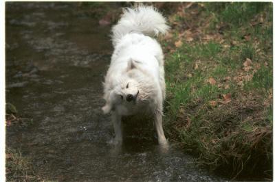 samoyed