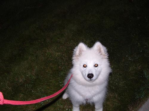 A dog image from https://images.dog.ceo/breeds/samoyed/n02111889_8748.jpg