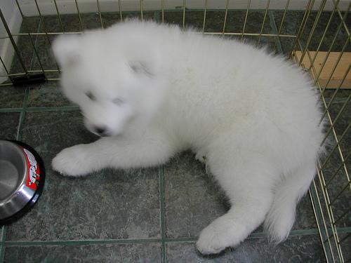 A dog image from https://images.dog.ceo/breeds/samoyed/n02111889_91.jpg