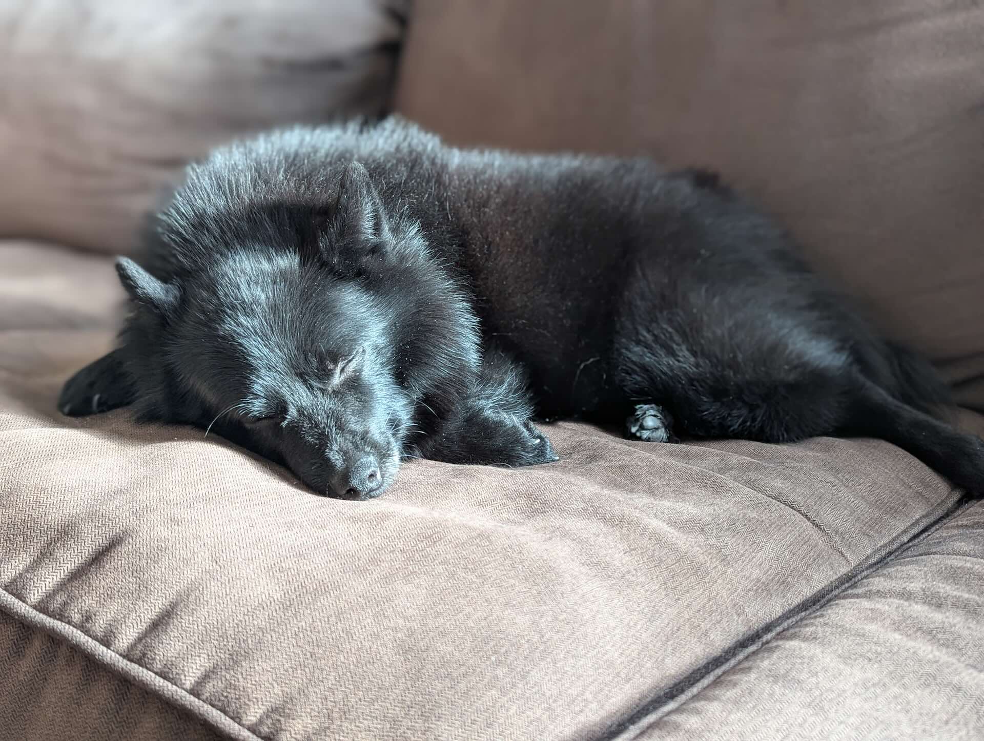 schipperke