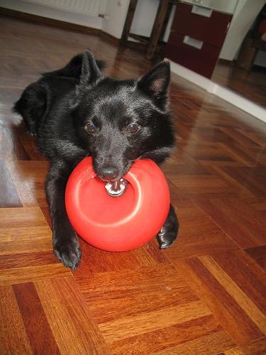 A dog image from https://images.dog.ceo/breeds/schipperke/n02104365_10399.jpg