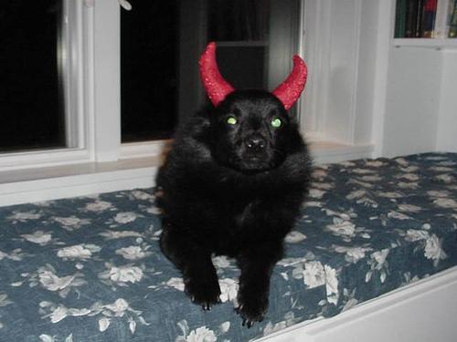 A dog image from https://images.dog.ceo/breeds/schipperke/n02104365_10634.jpg