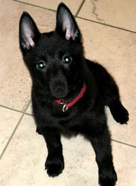 A dog image from https://images.dog.ceo/breeds/schipperke/n02104365_1104.jpg