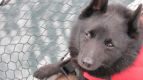 A dog image from https://images.dog.ceo/breeds/schipperke/n02104365_1822.jpg