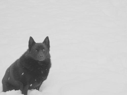 A dog image from https://images.dog.ceo/breeds/schipperke/n02104365_3649.jpg