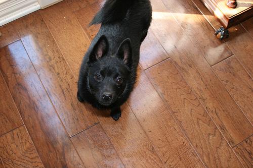 A dog image from https://images.dog.ceo/breeds/schipperke/n02104365_4107.jpg