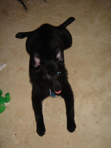 A dog image from https://images.dog.ceo/breeds/schipperke/n02104365_5967.jpg